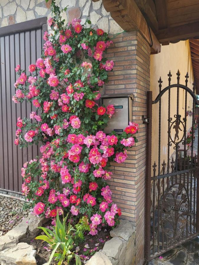 Casa Maria Apartment Cincu Екстериор снимка