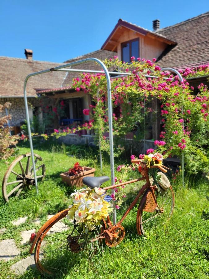 Casa Maria Apartment Cincu Екстериор снимка