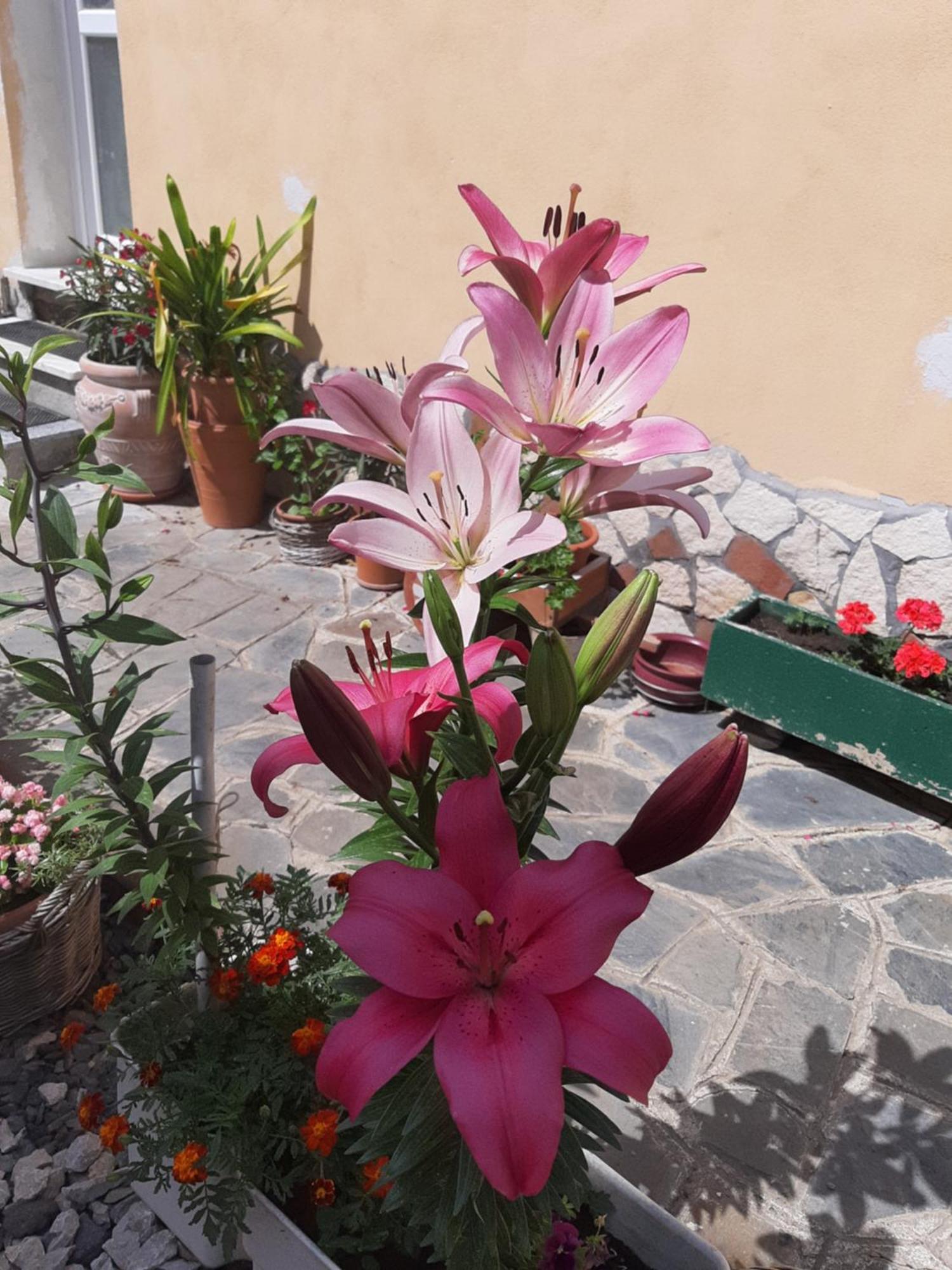Casa Maria Apartment Cincu Екстериор снимка